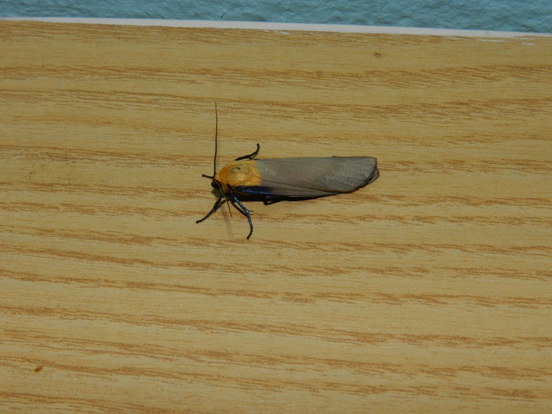 ID farfalla notturna - Lithosia quadra (maschio)